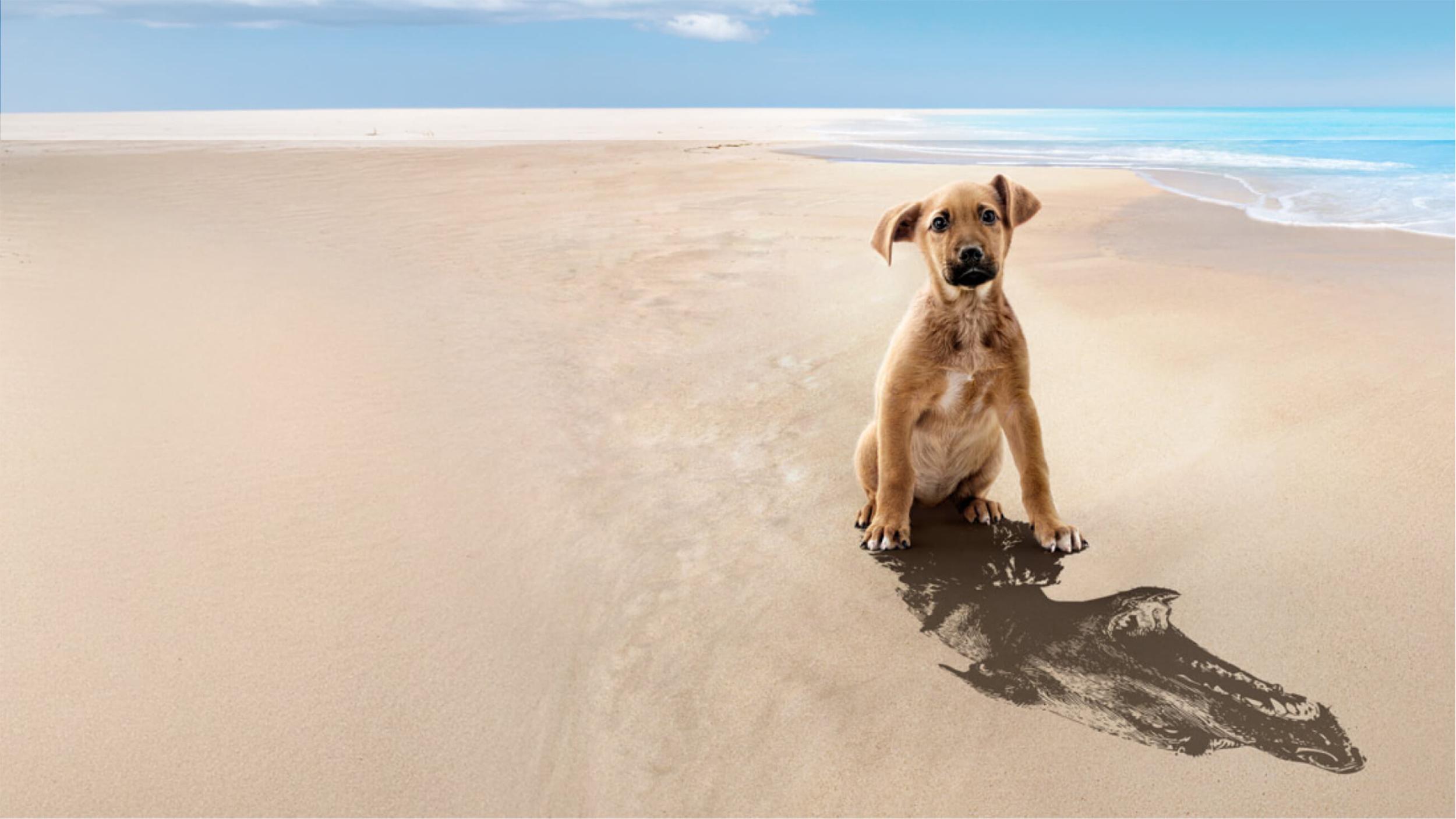 Dog at a beach